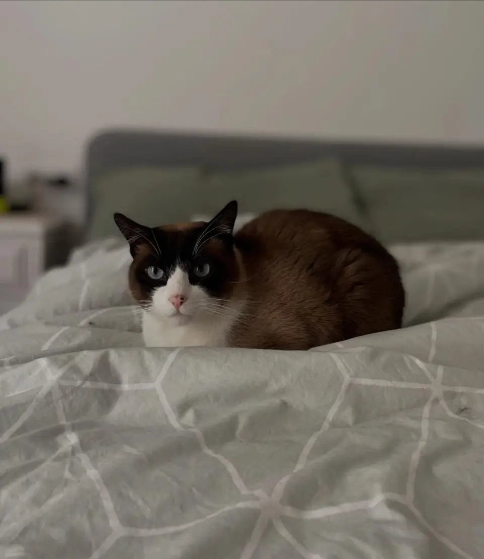 Pet Sitting