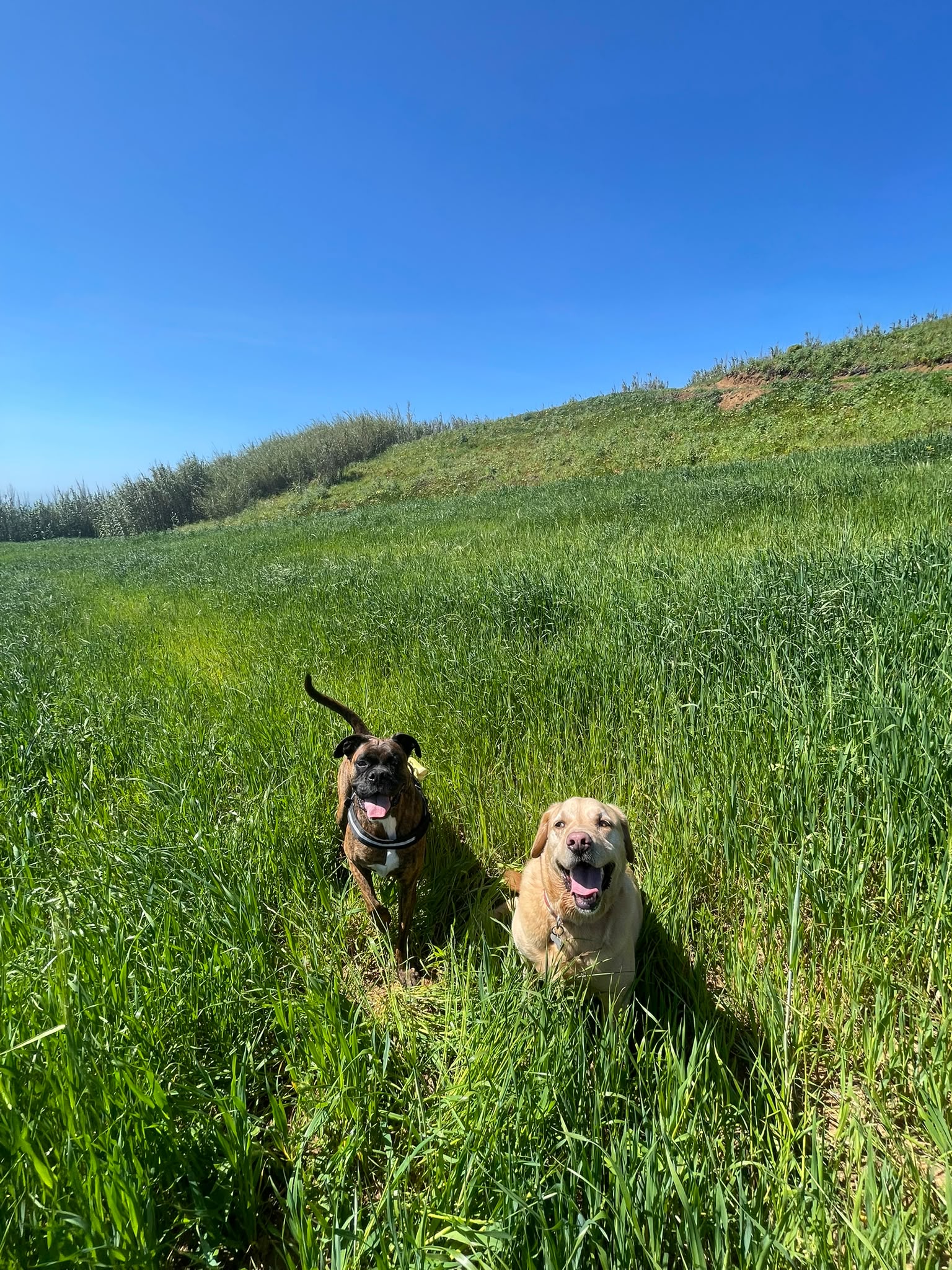 Dois cães felizes na relva ao ar livre